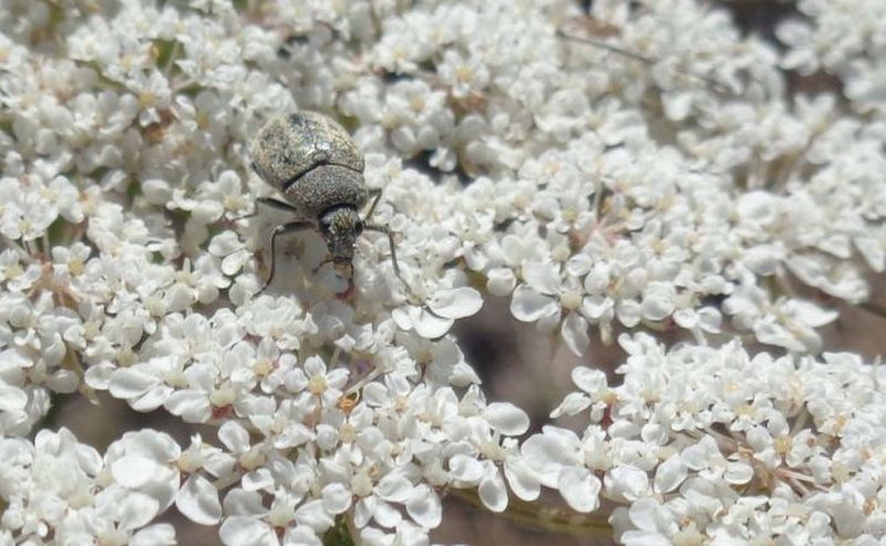 Mycteridae: maschio di Mycterus umbellatarum su Dacus carota.